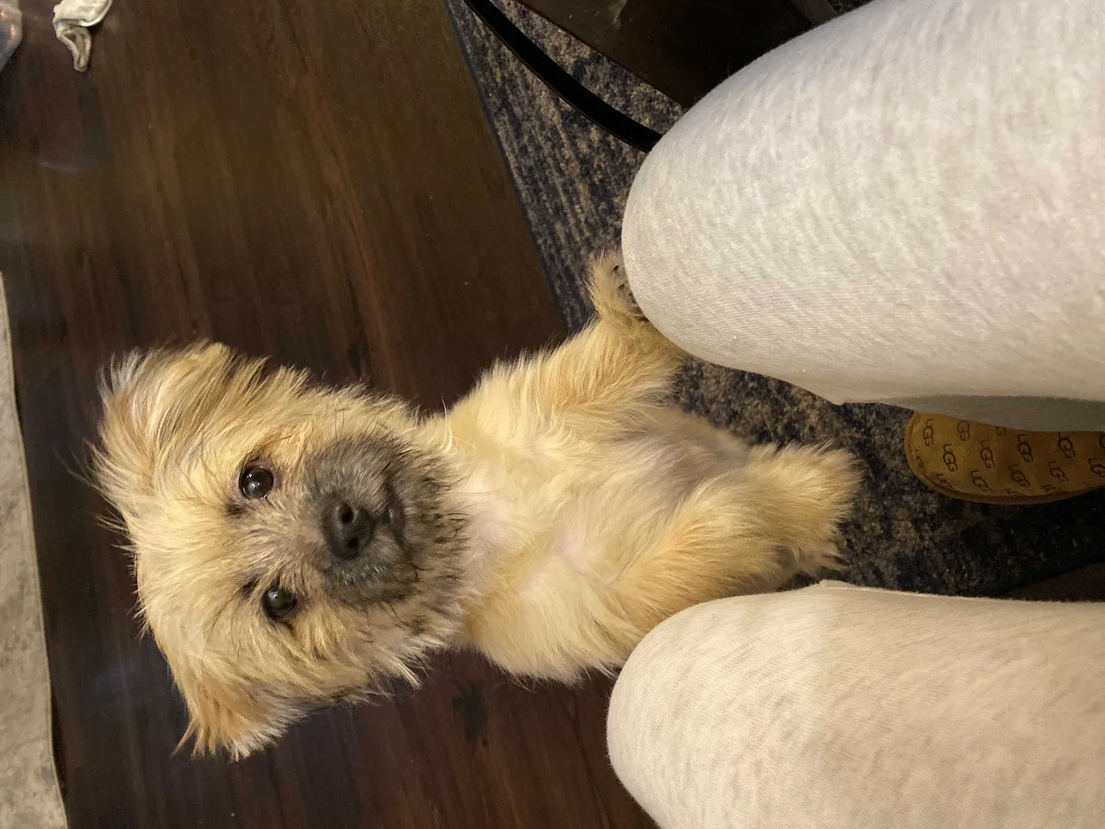 Lost dog in Compton, CA, 90221