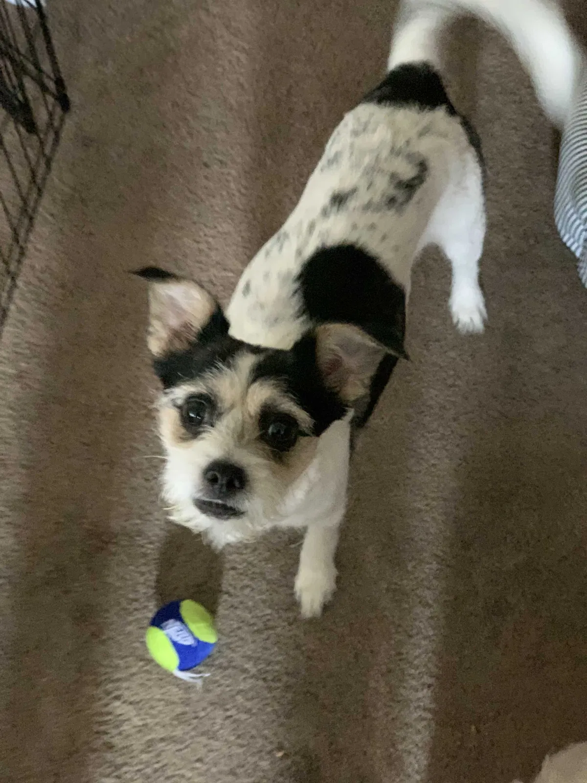 Lost dog in Palmdale, CA, 93550