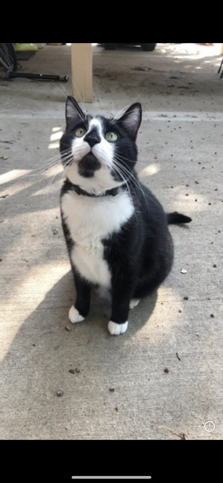 Lost cat in Mission, KS, 66202