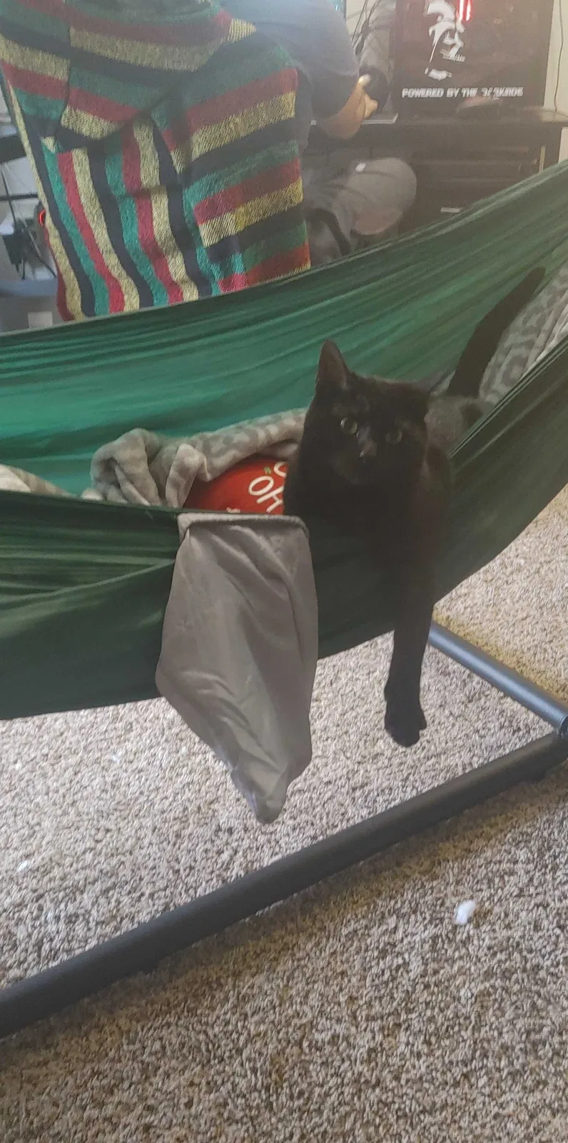 Lost cat in Colorado Springs, CO, 80916