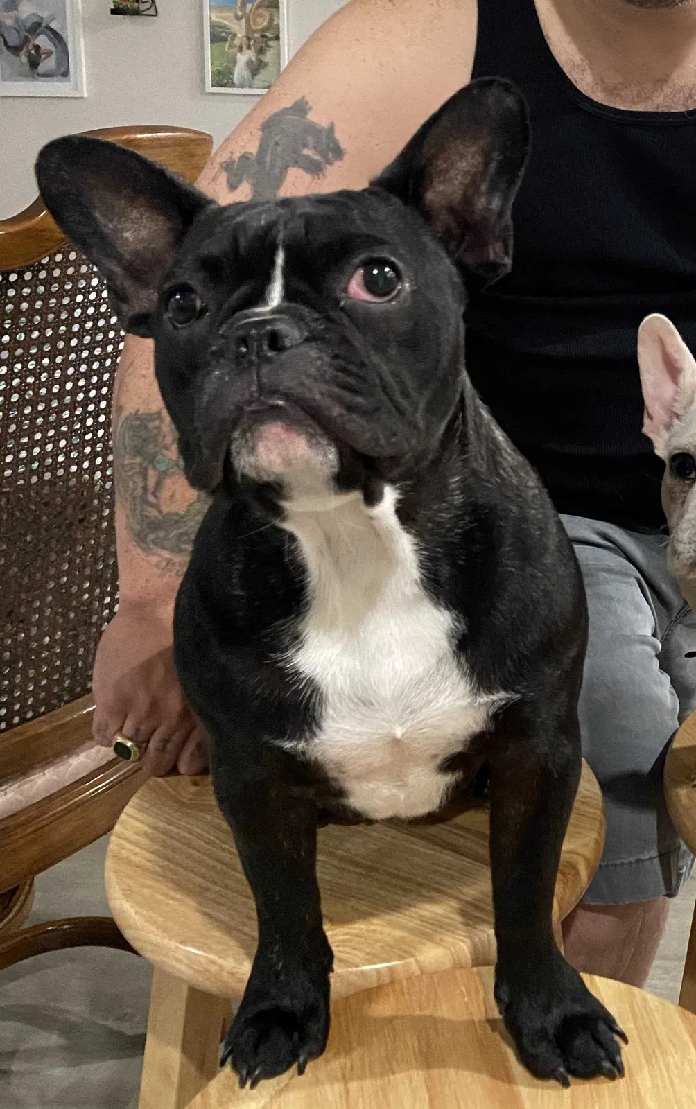 Lost dog in El Cajon, CA, 92020