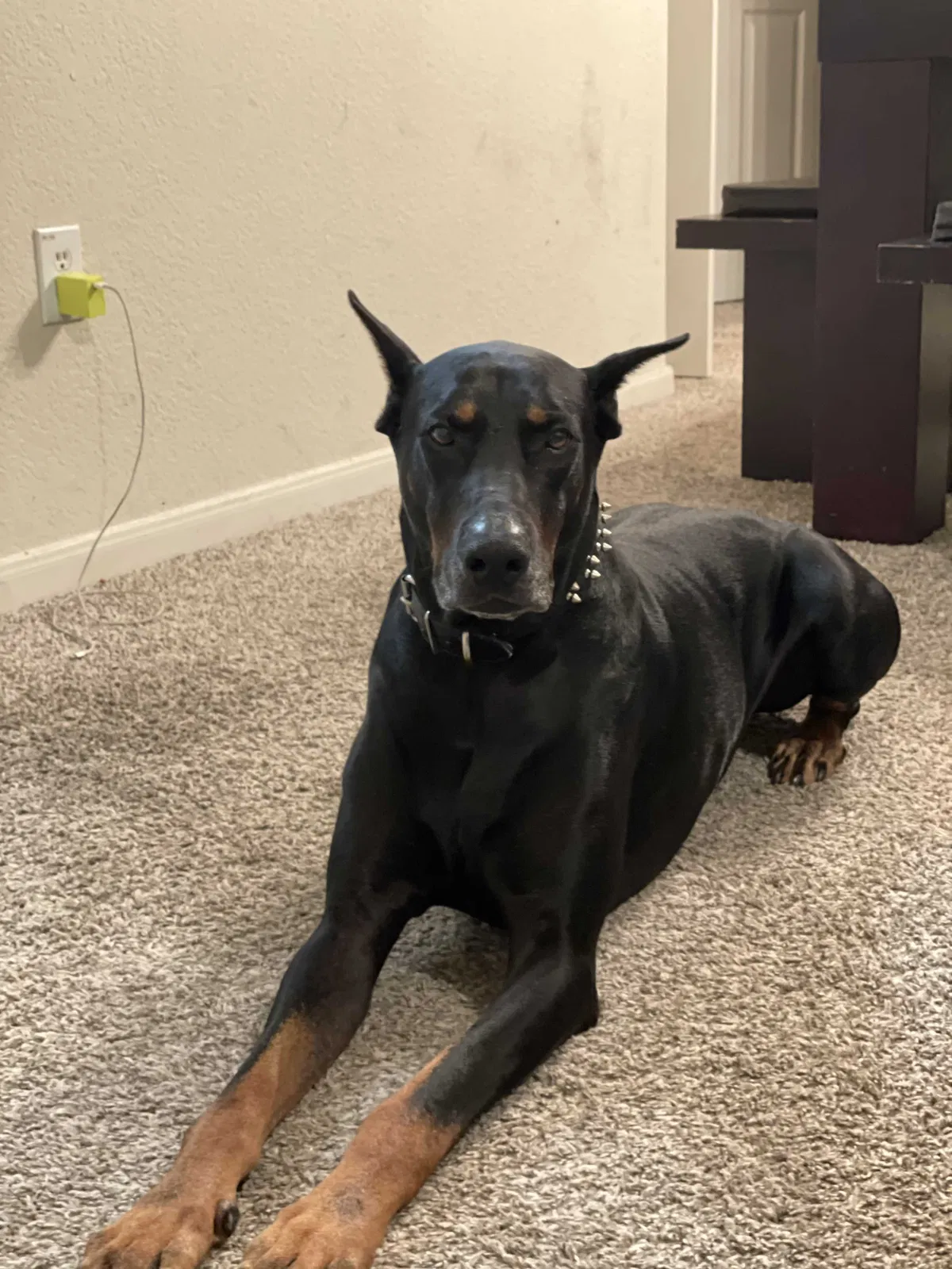 Lost dog in San Antonio, TX, 78201