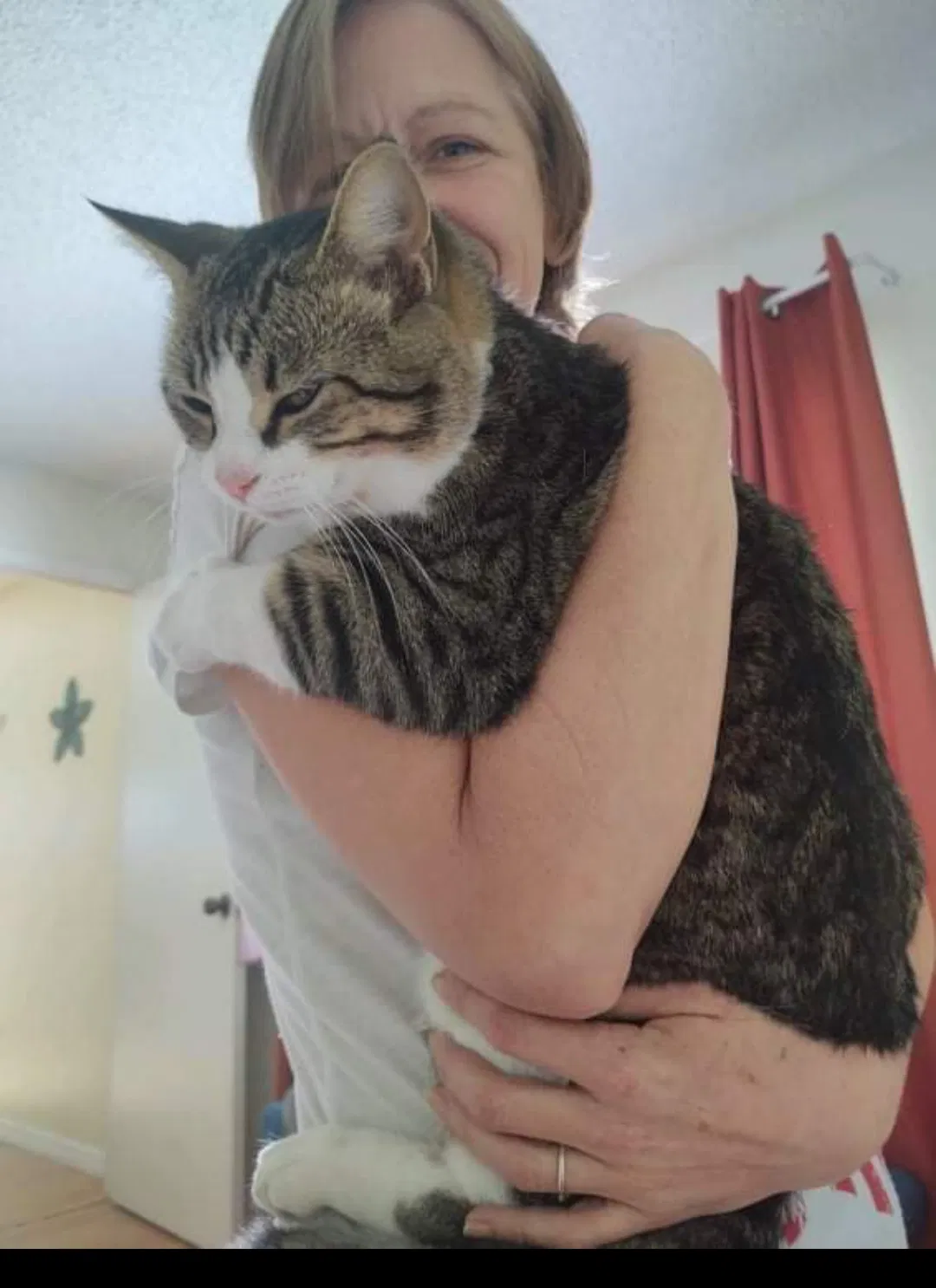 Lost cat in Orlando, FL, 32824