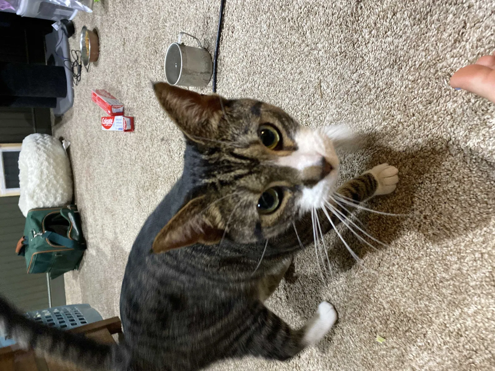 Lost cat in Midlothian, VA, 23114