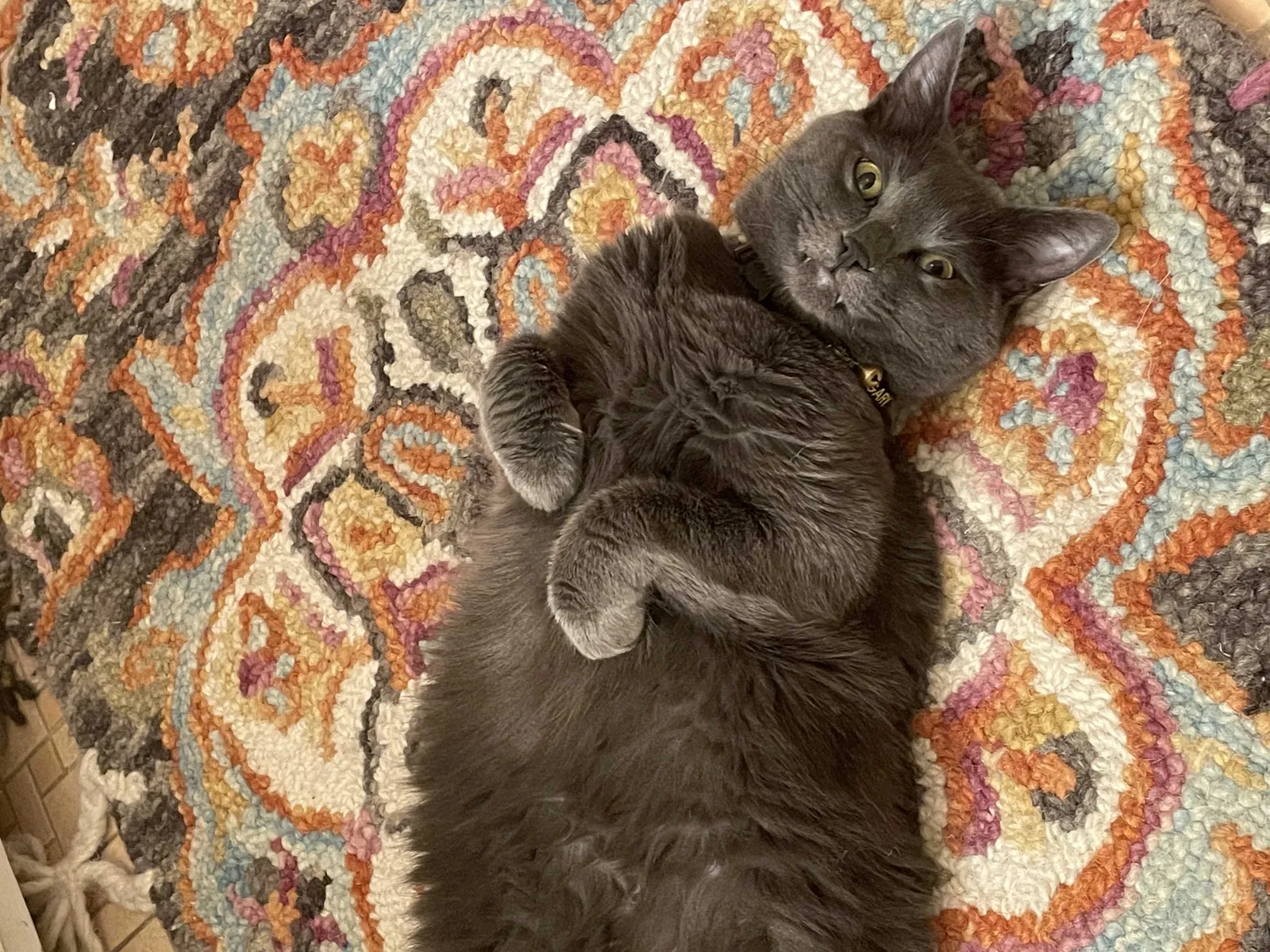 Lost cat in Augusta, GA, 30909