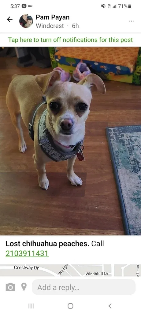 Lost dog in San Antonio, TX, 78239