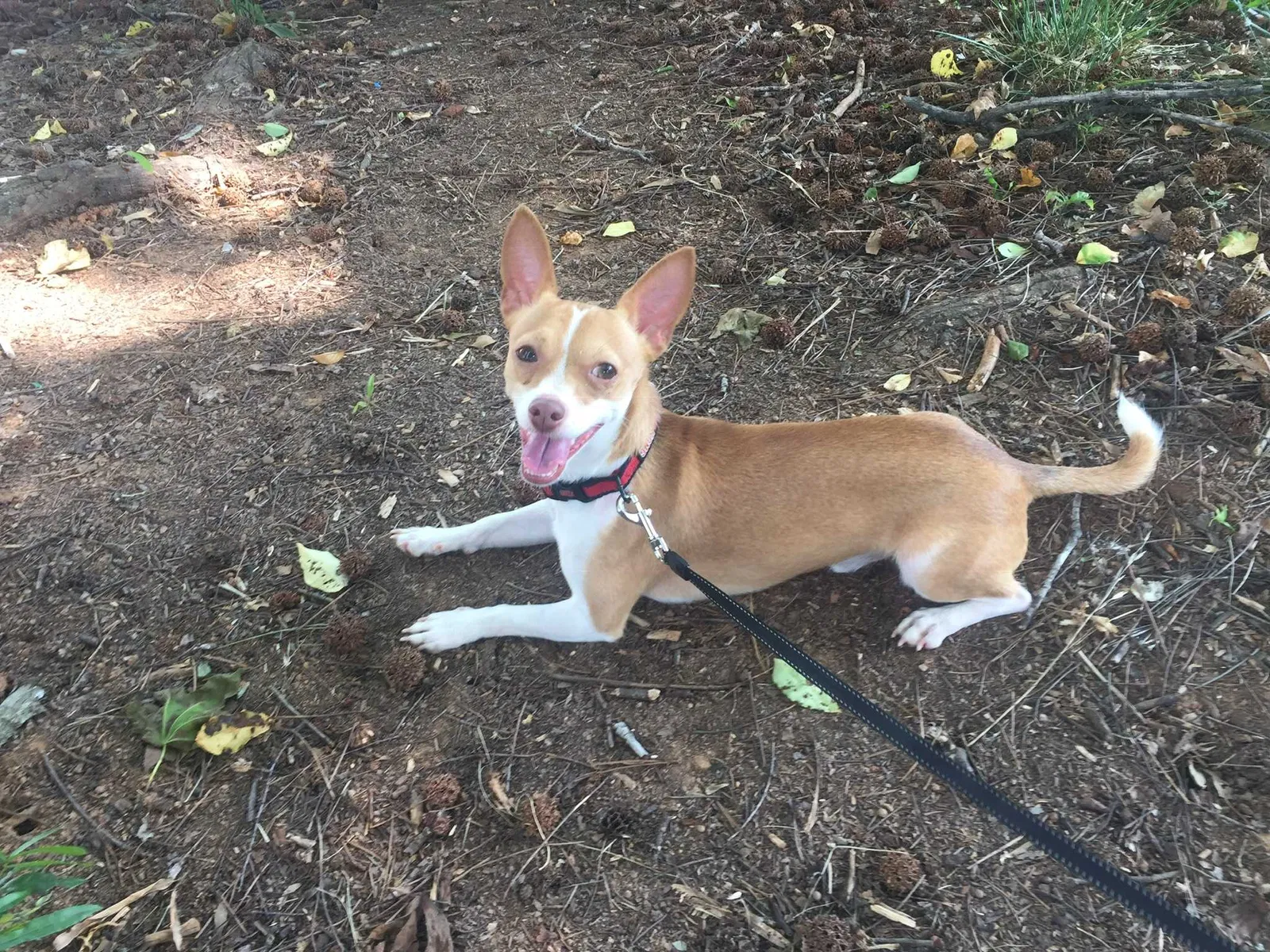 Lost dog in Charlotte, NC, 28212