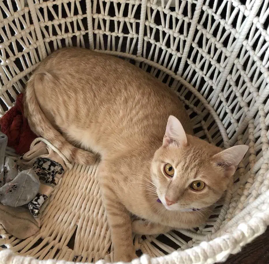 Lost cat in Mount Dora, FL, 32757