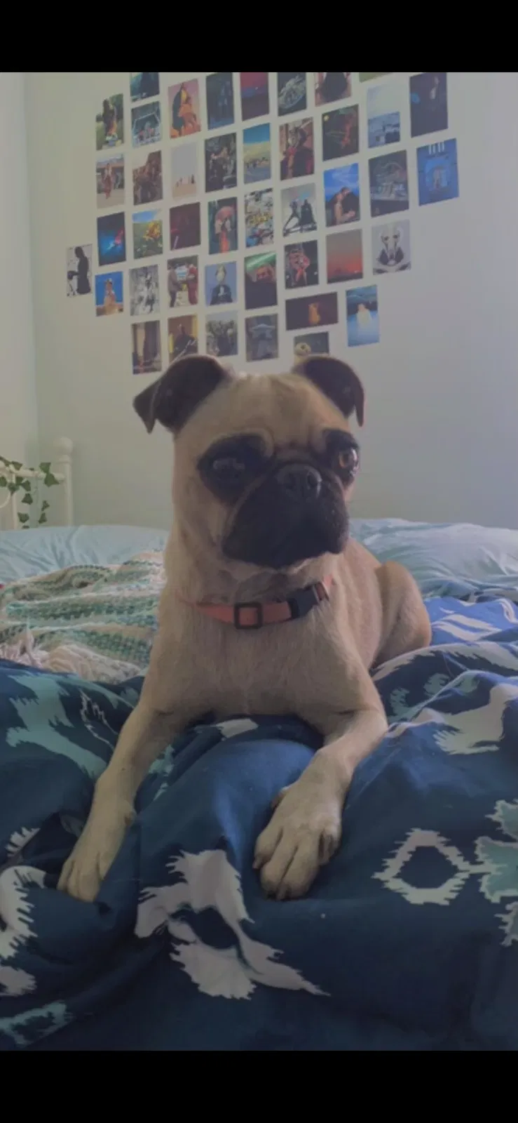 Lost dog in El Paso, TX, 79915