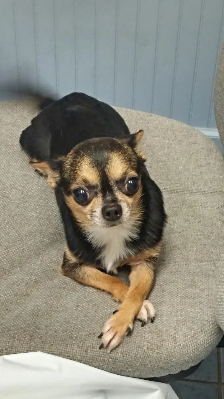 Lost dog in Manchester, NH, 3102