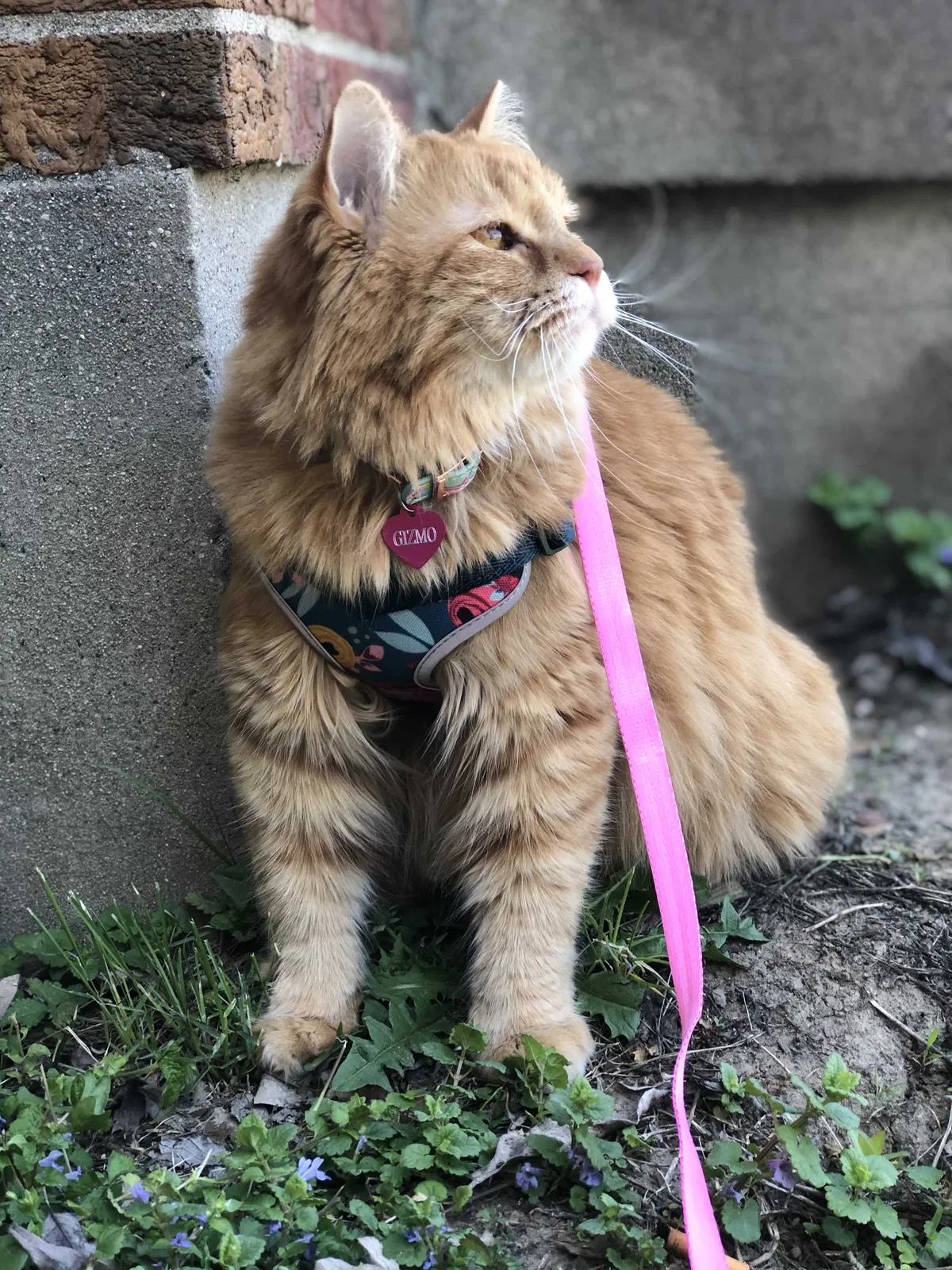 Lost cat in Cincinnati, OH, 45215
