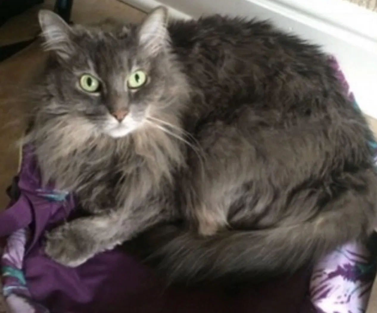 Lost cat in El Dorado Hills, CA, 95762