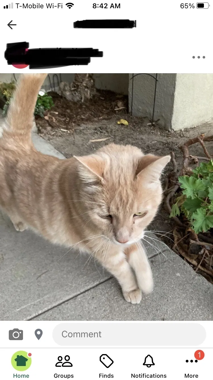 Lost cat in Camarillo, CA, 93010