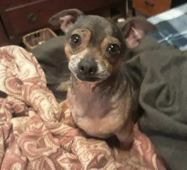 Lost dog in Olympia, WA, 98501