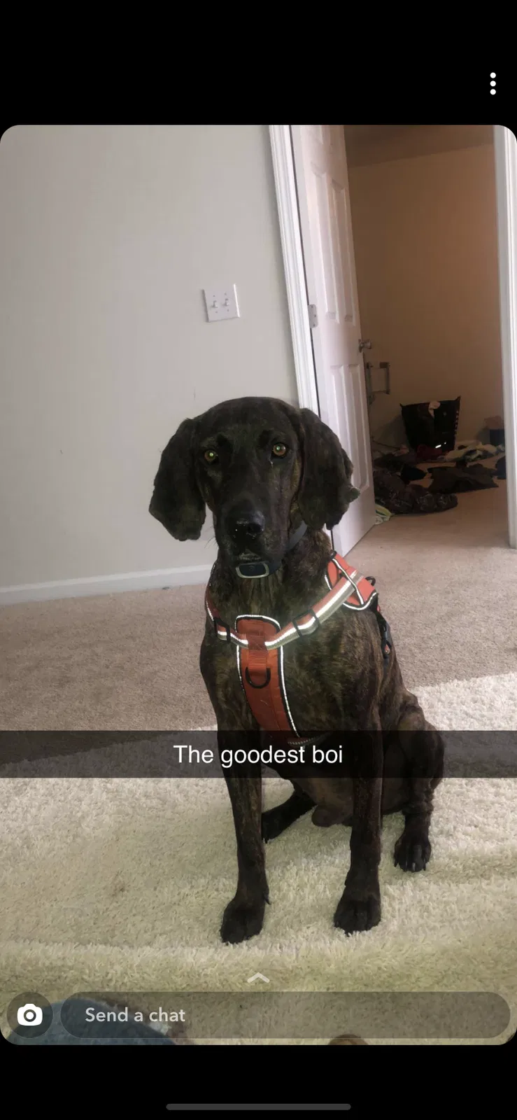 Lost dog in Goldsboro, NC, 27530