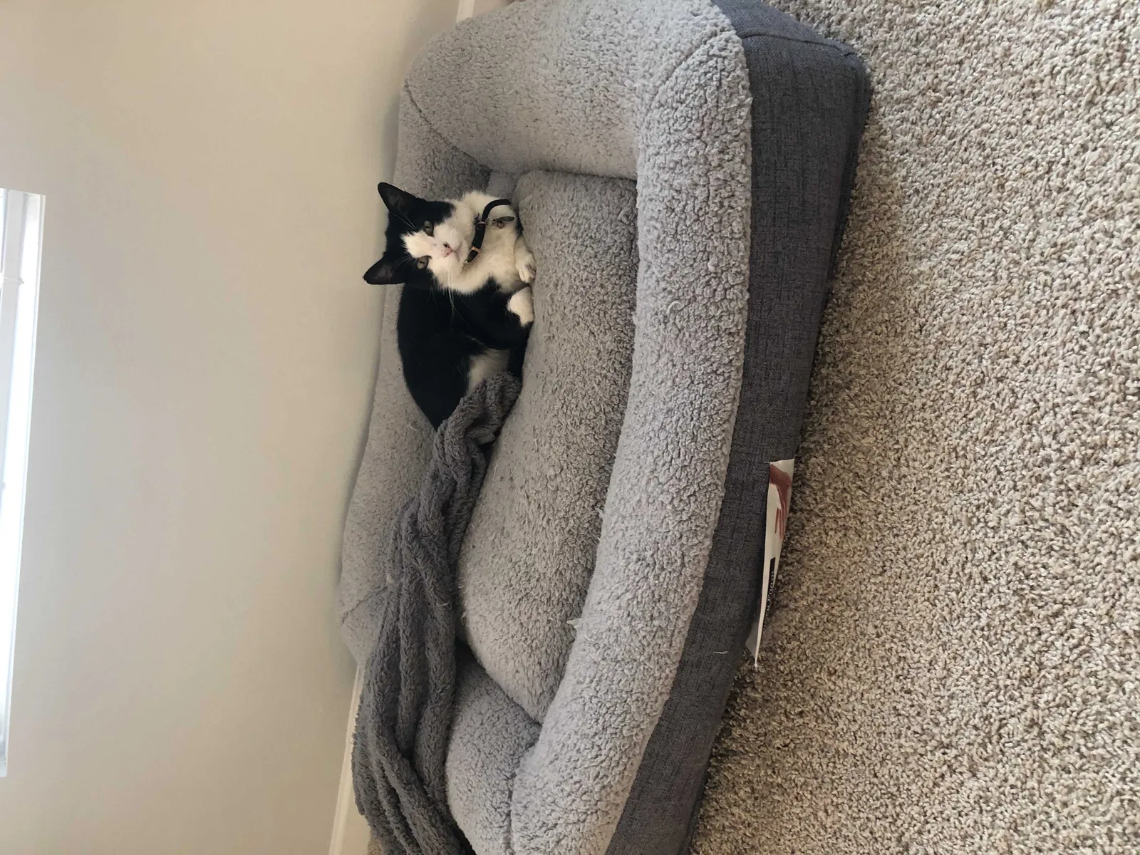 Lost cat in Rocky Point, NC, 28457