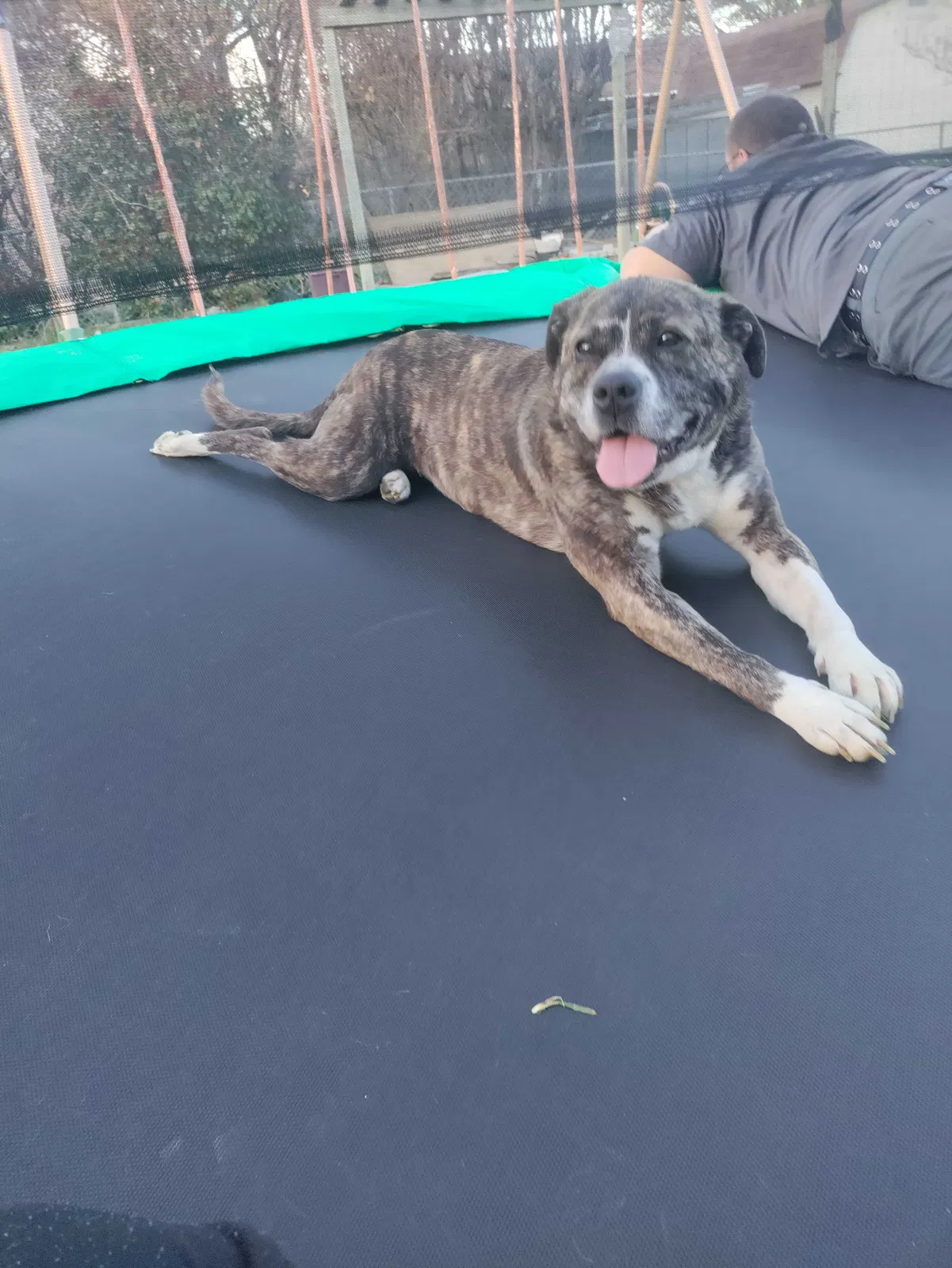 Lost dog in Fort Worth, TX, 76140