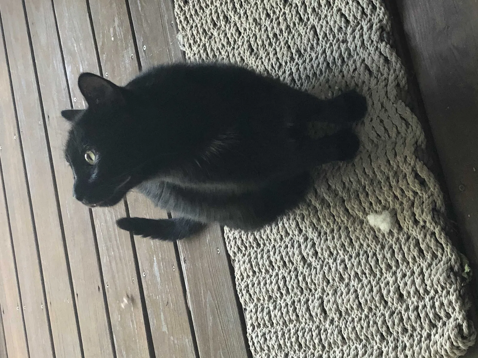 Lost cat in Carrollton, TX, 75006