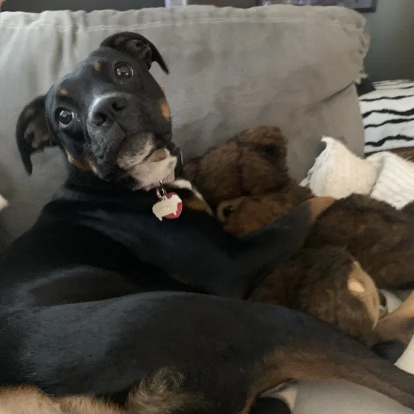 Lost dog in Tulsa, OK, 74105