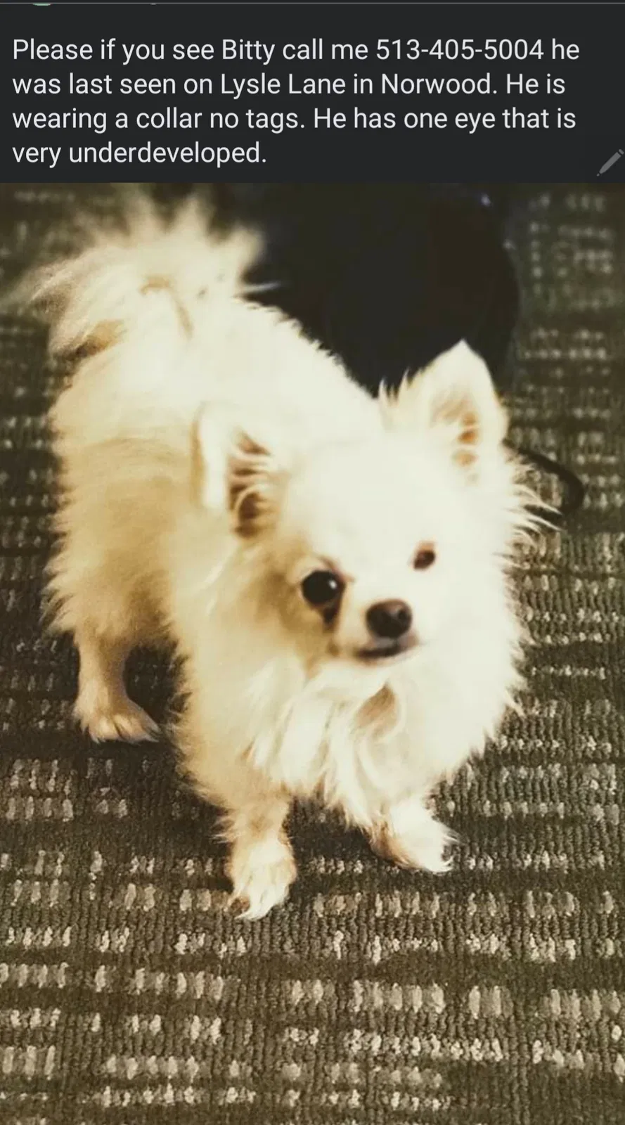 Lost dog in Cincinnati, OH, 45212