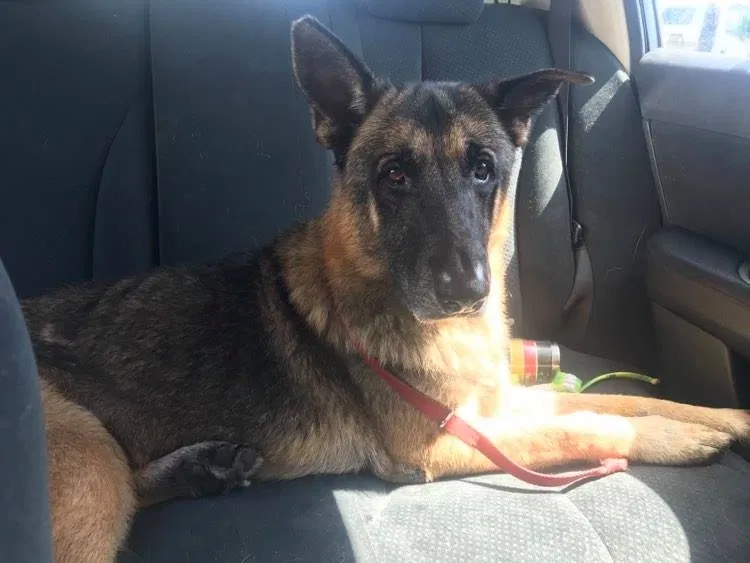 Lost dog in Saint Petersburg, FL, 33711