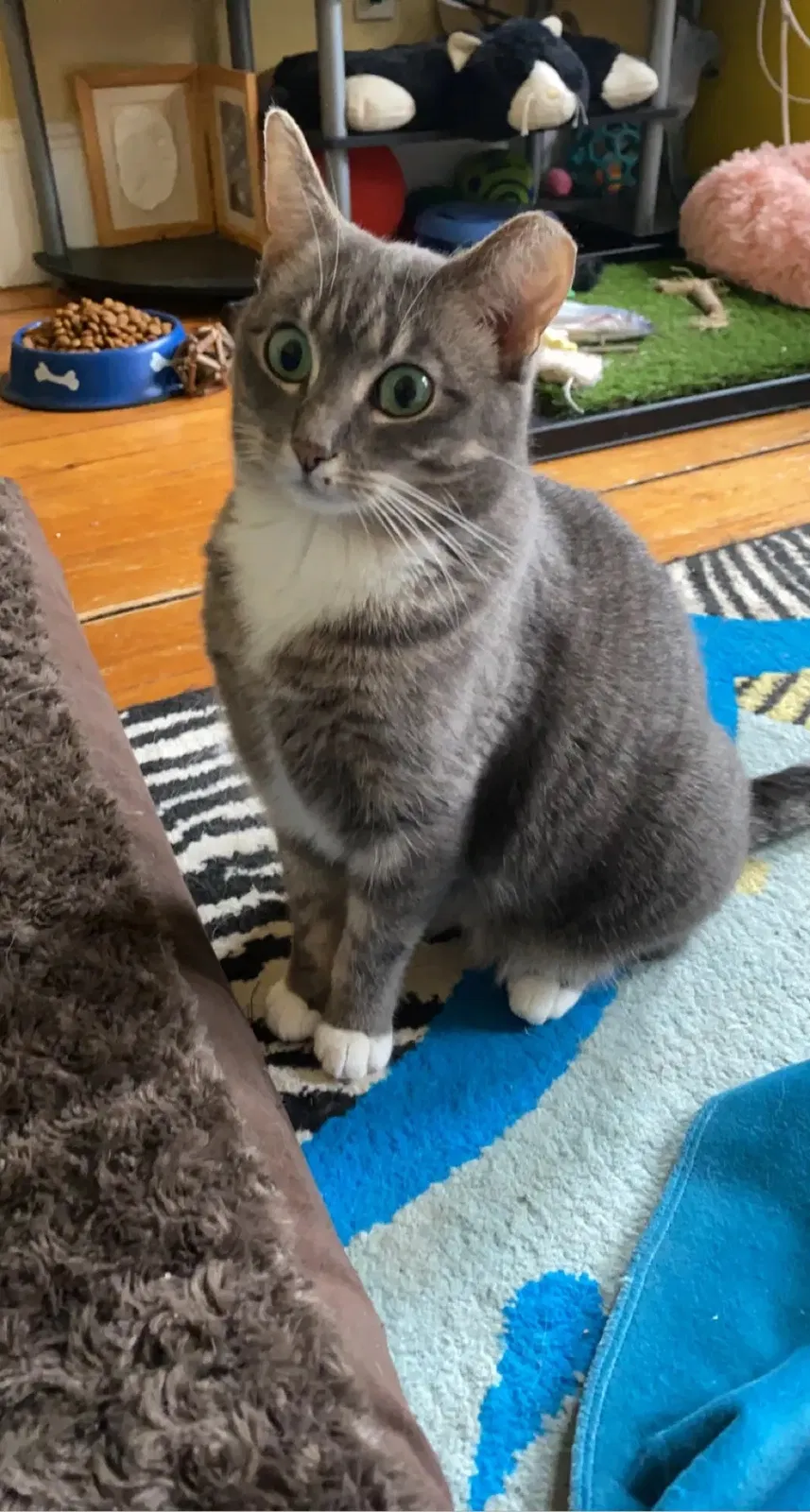 Lost cat in Cambridge, MA, 2139