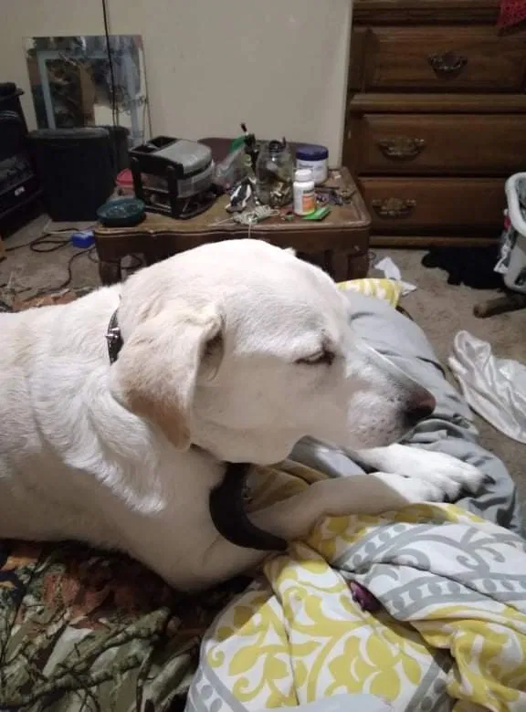 Lost dog in Saint Joseph, MO, 64505