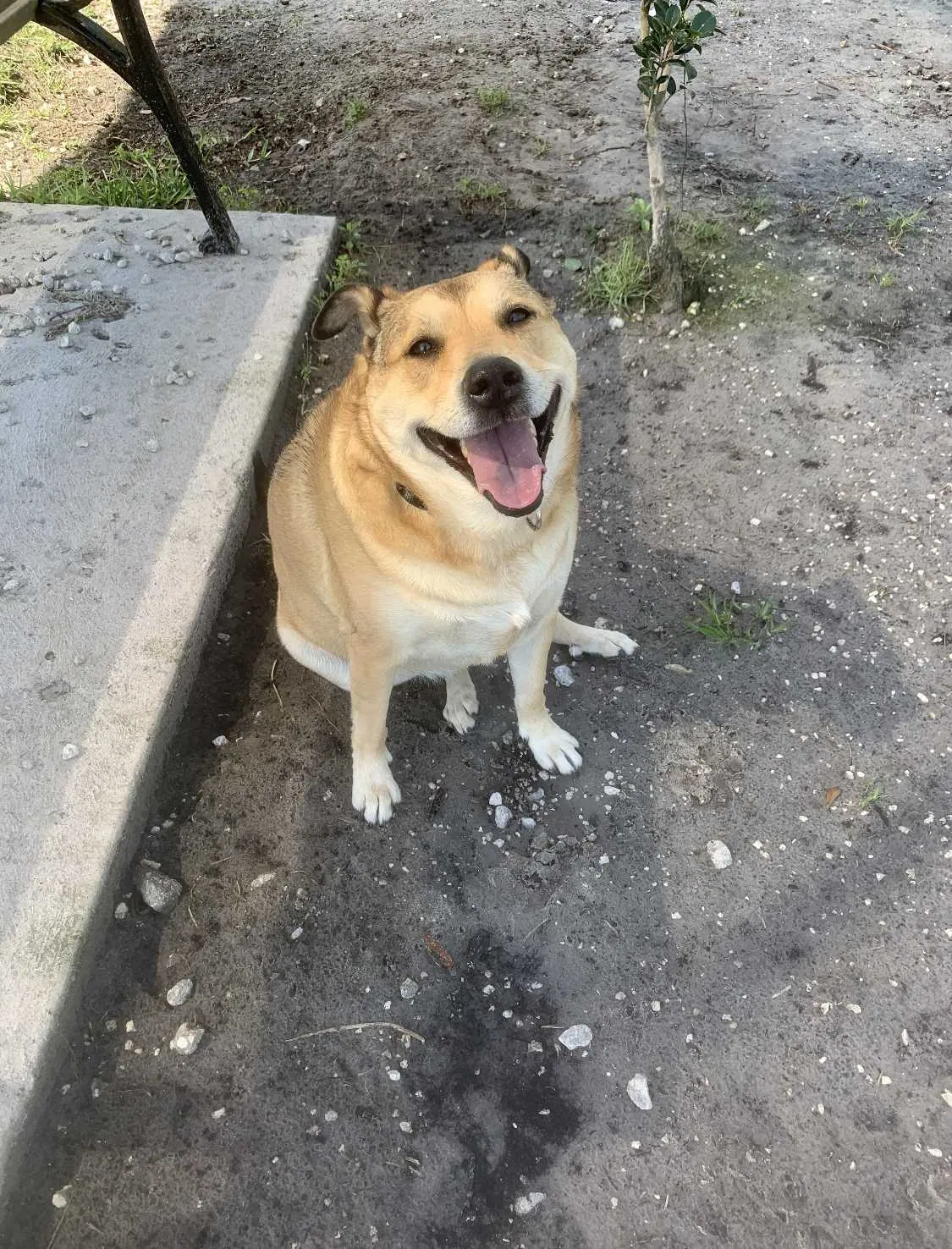 Lost dog in Jacksonville, FL, 32217