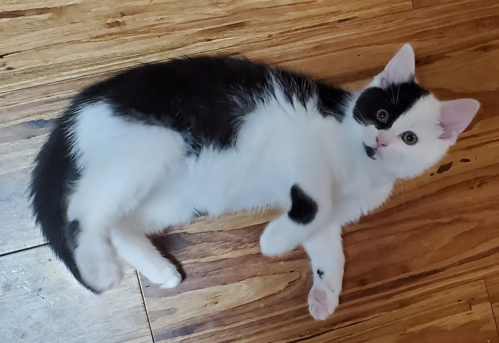 Lost cat in Perrysburg, OH, 43551