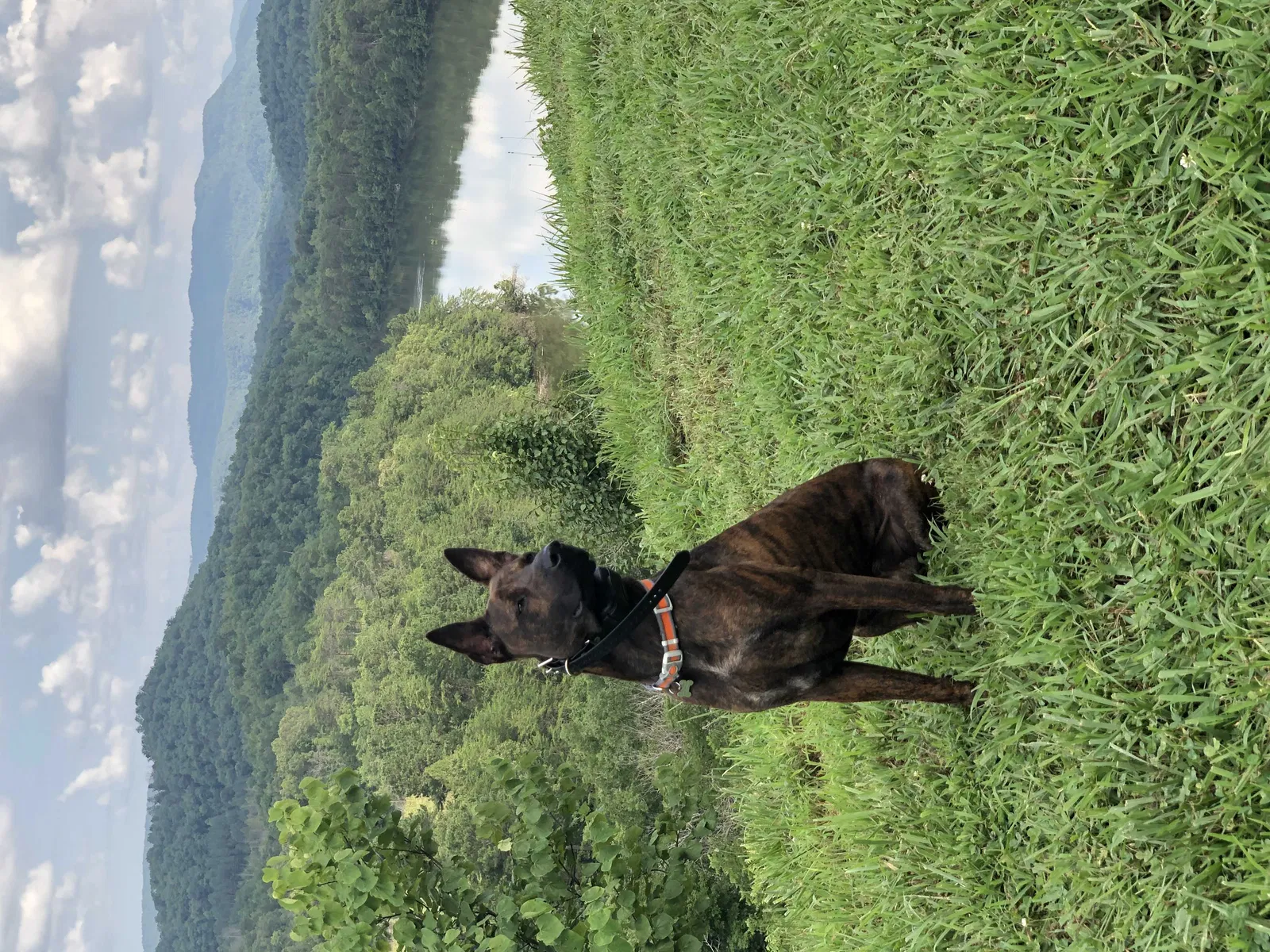 Lost dog in Tellico Plains, TN, 37385