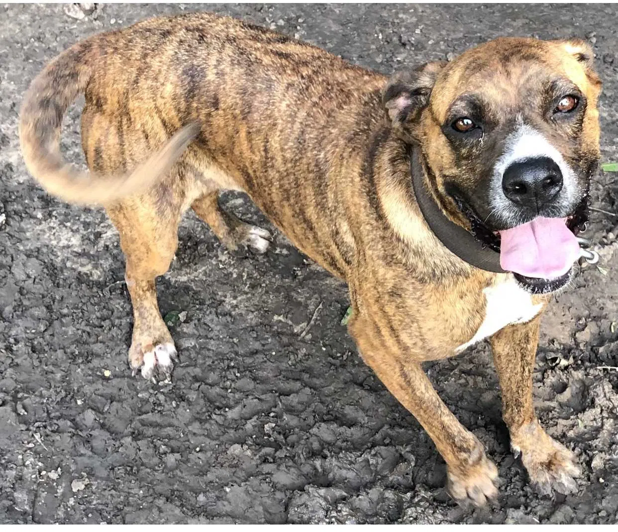 Lost dog in Hominy, OK, 74035