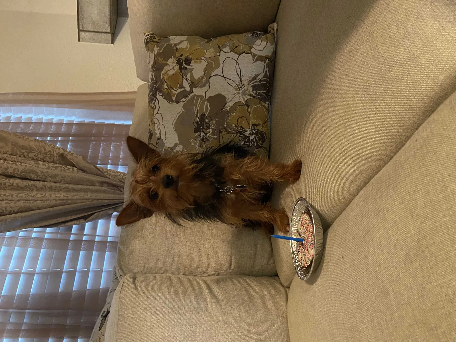 Lost dog in El Paso, TX, 79938