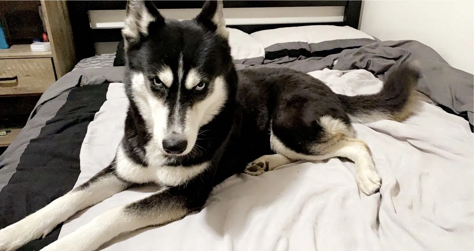 Lost dog in West Covina, CA, 91791