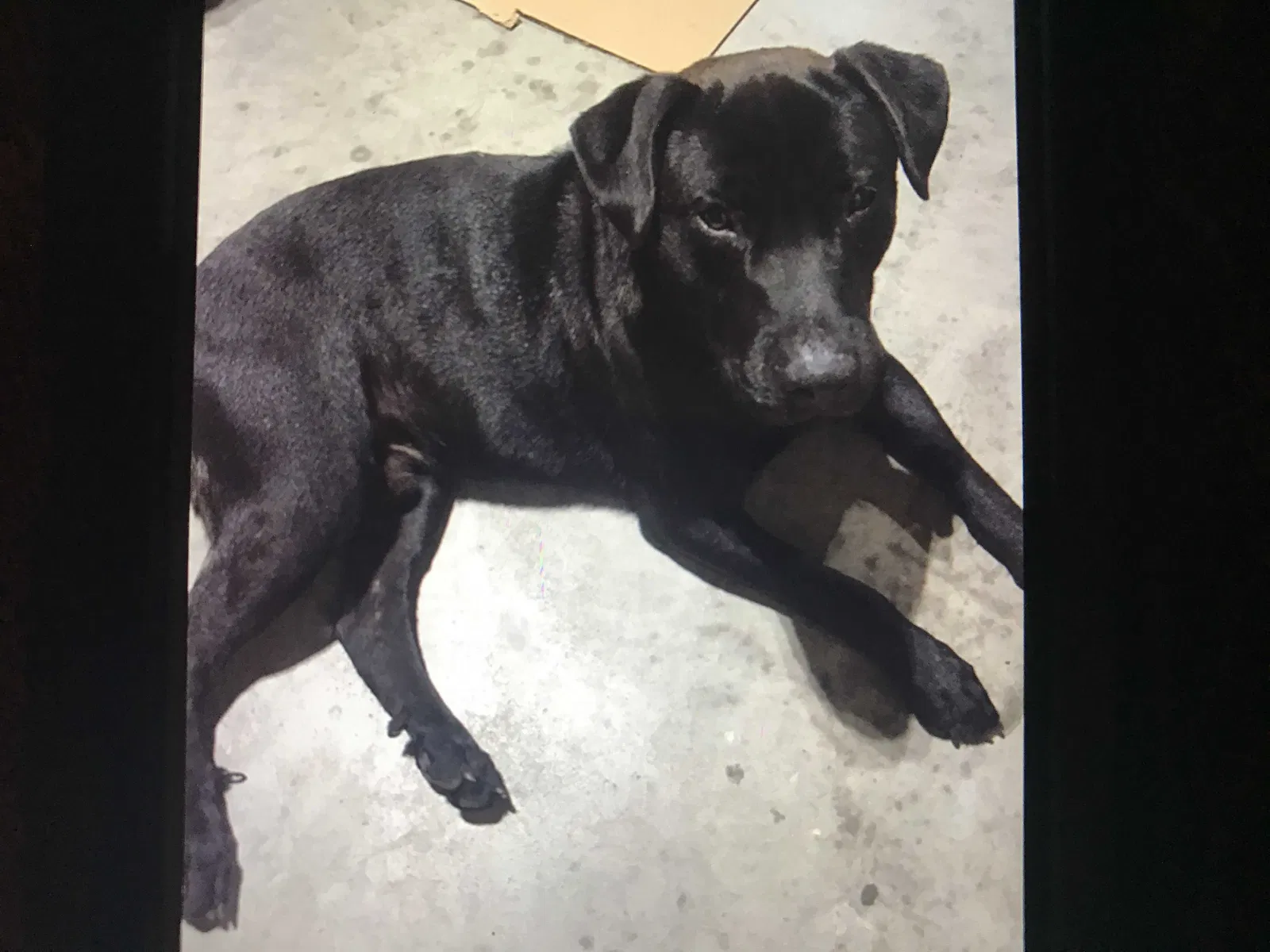 Found dog in Daleville, AL, 36322