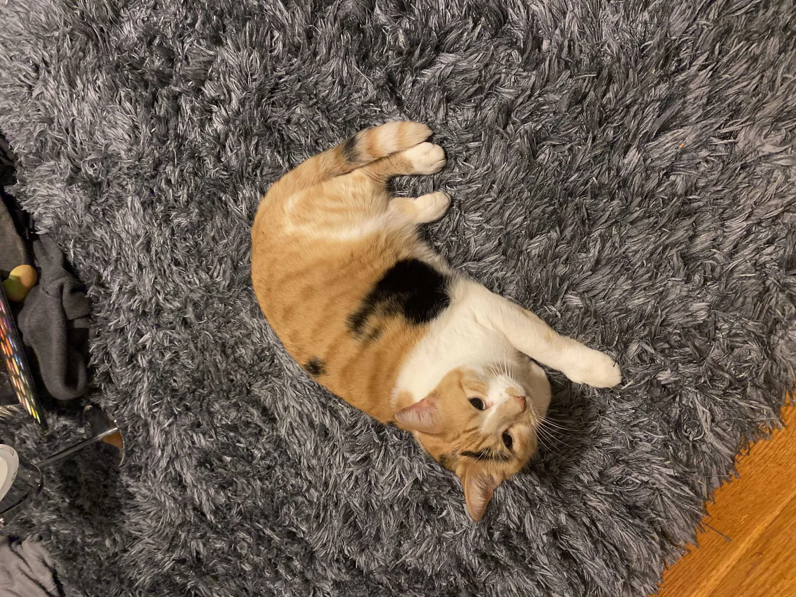 Lost cat in Roslindale, MA, 2131