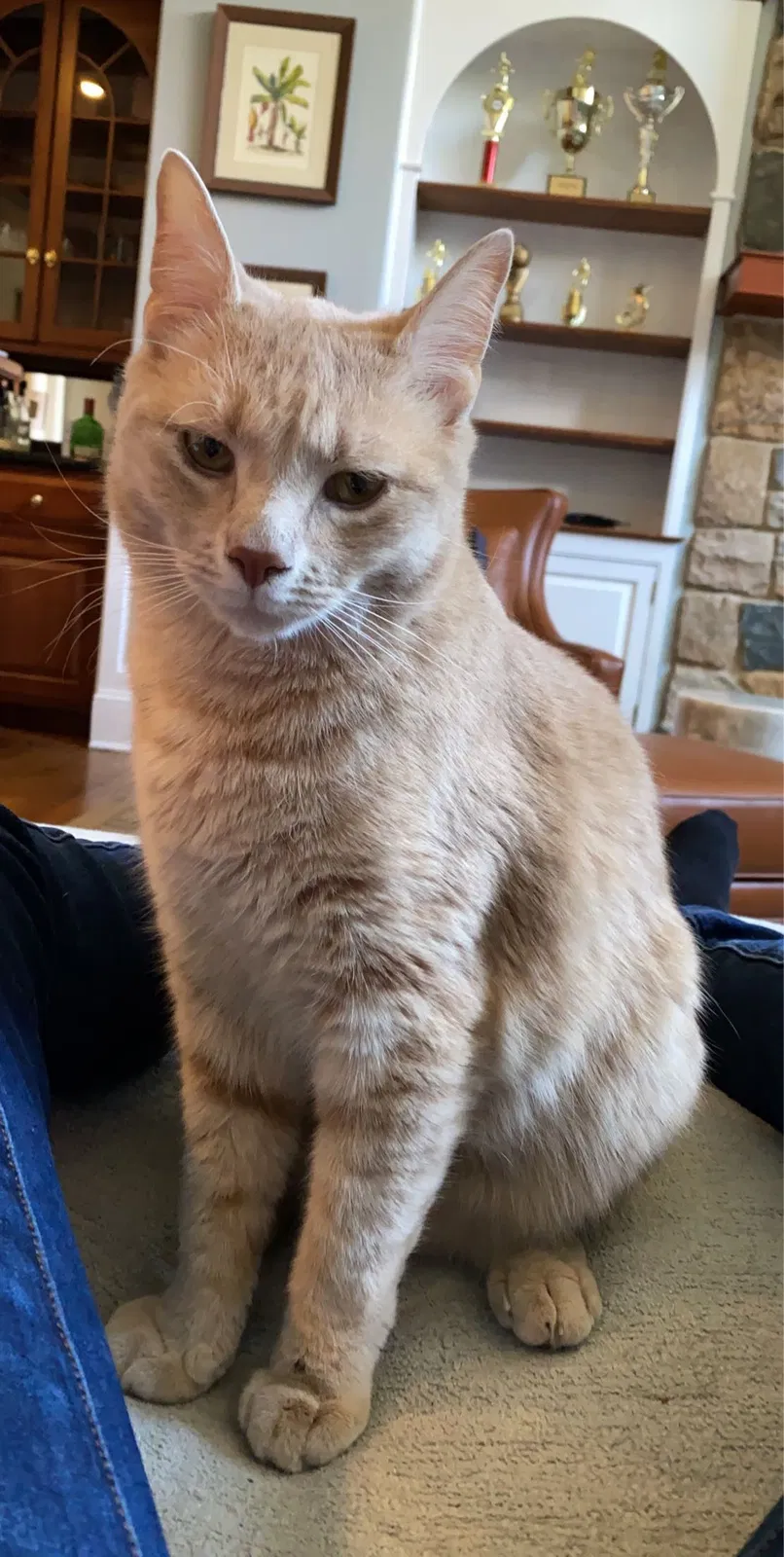 Lost cat in Ambler, PA, 19002