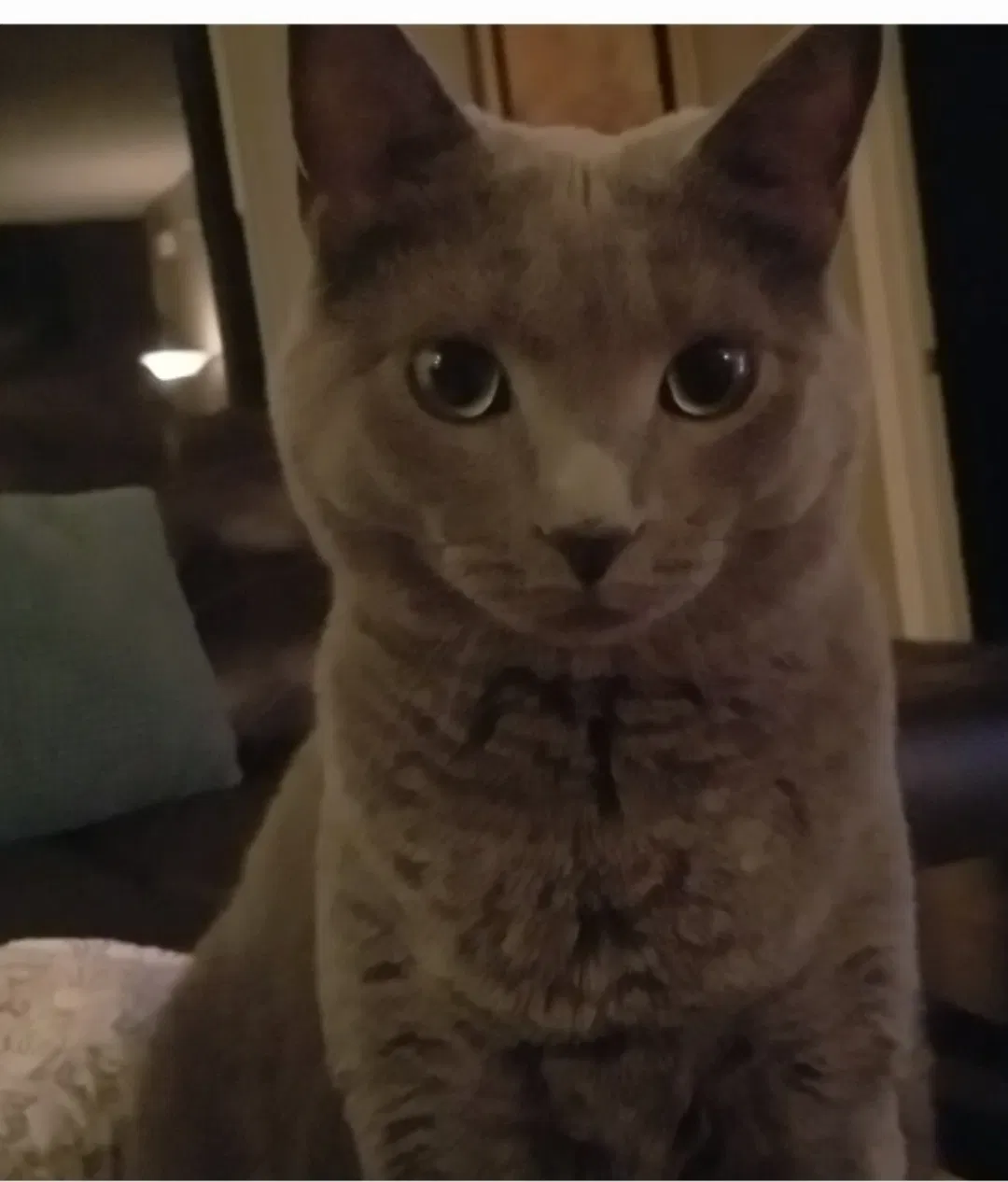 Lost cat in Escondido, CA, 92029