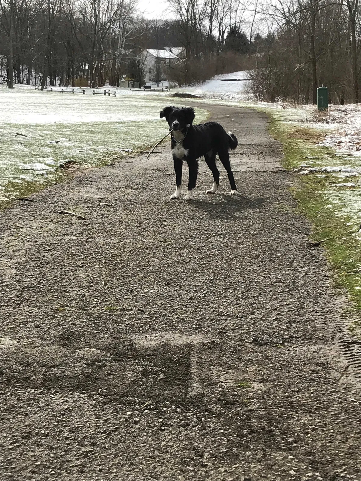 Lost dog in Columbus, OH, 43231