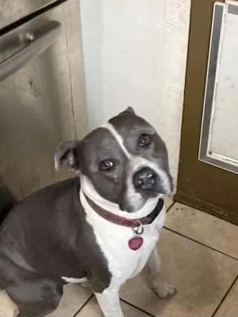 Lost dog in Tallahassee, FL, 32310