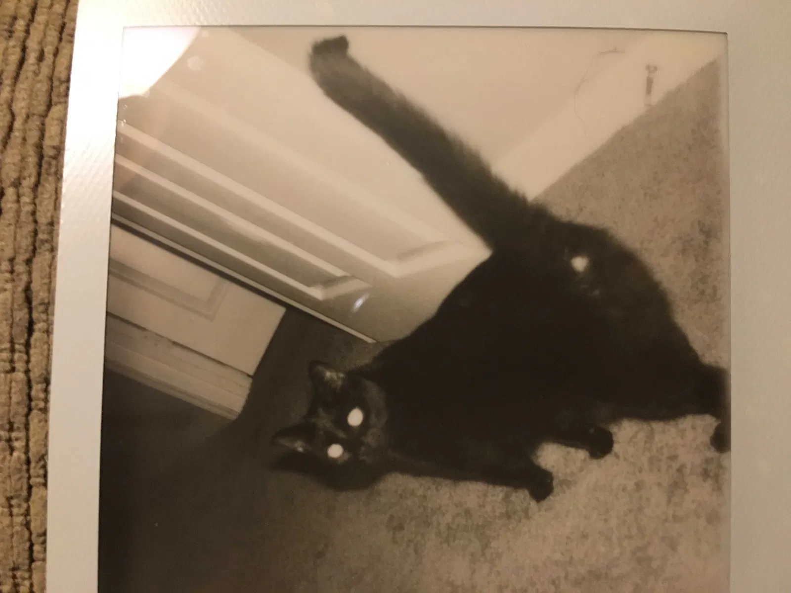 Lost cat in Winston Salem, NC, 27106