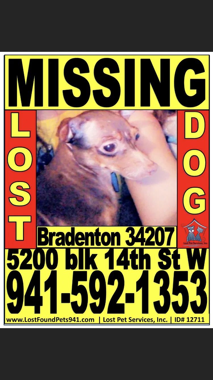 Lost dog in Sarasota, FL, 34234