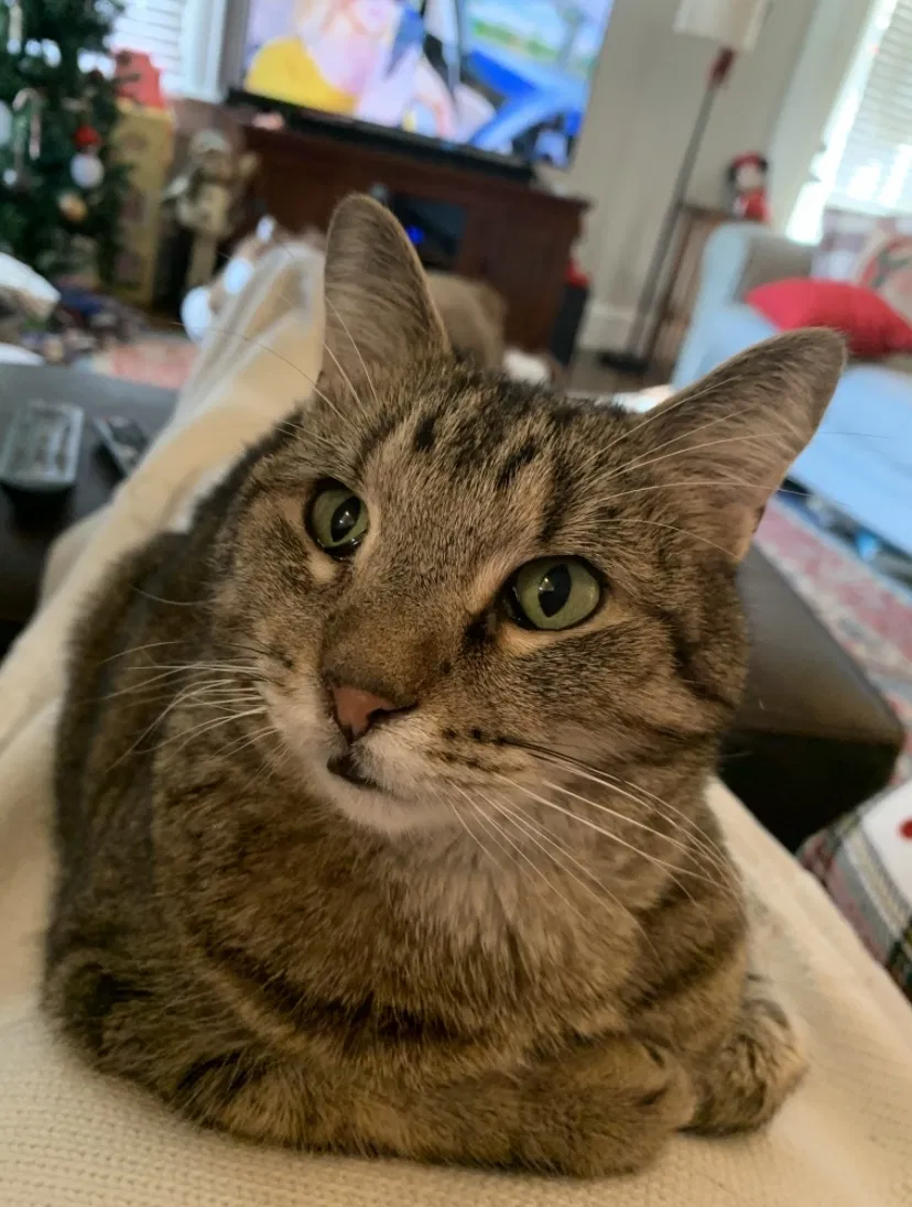 Lost cat in Fayetteville, NC, 28303