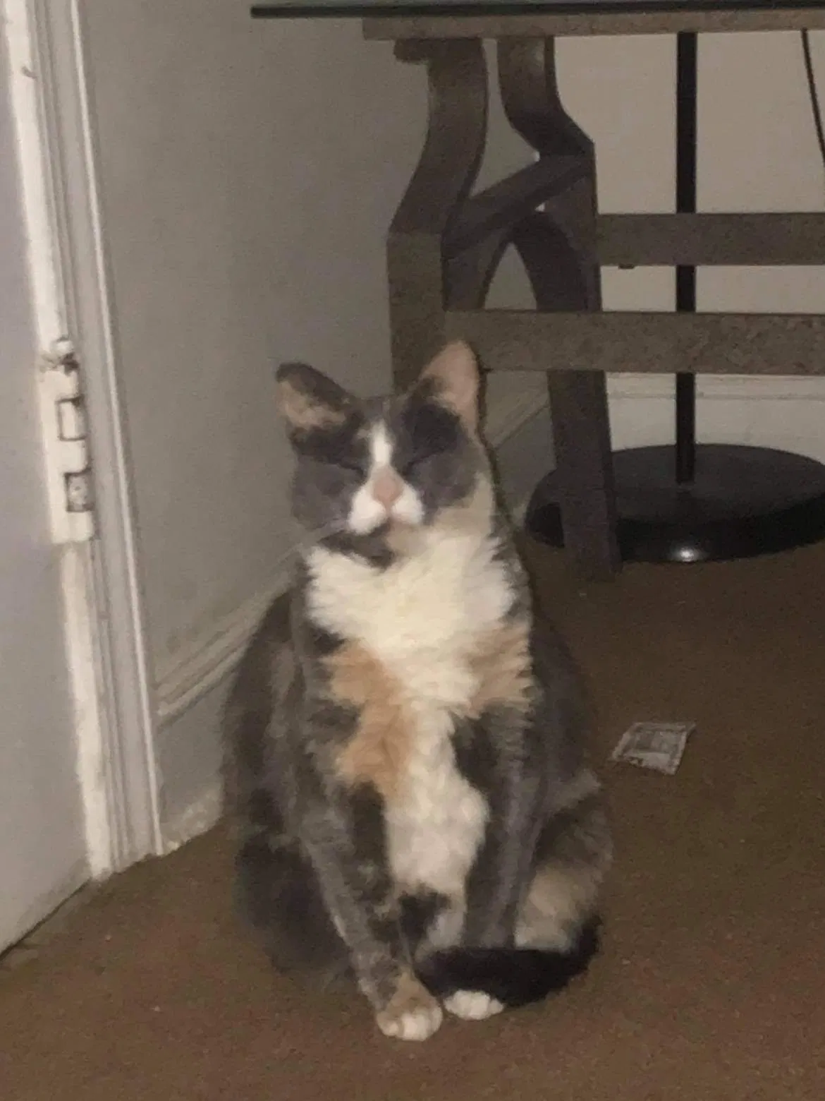 Lost cat in Philadelphia, PA, 19149