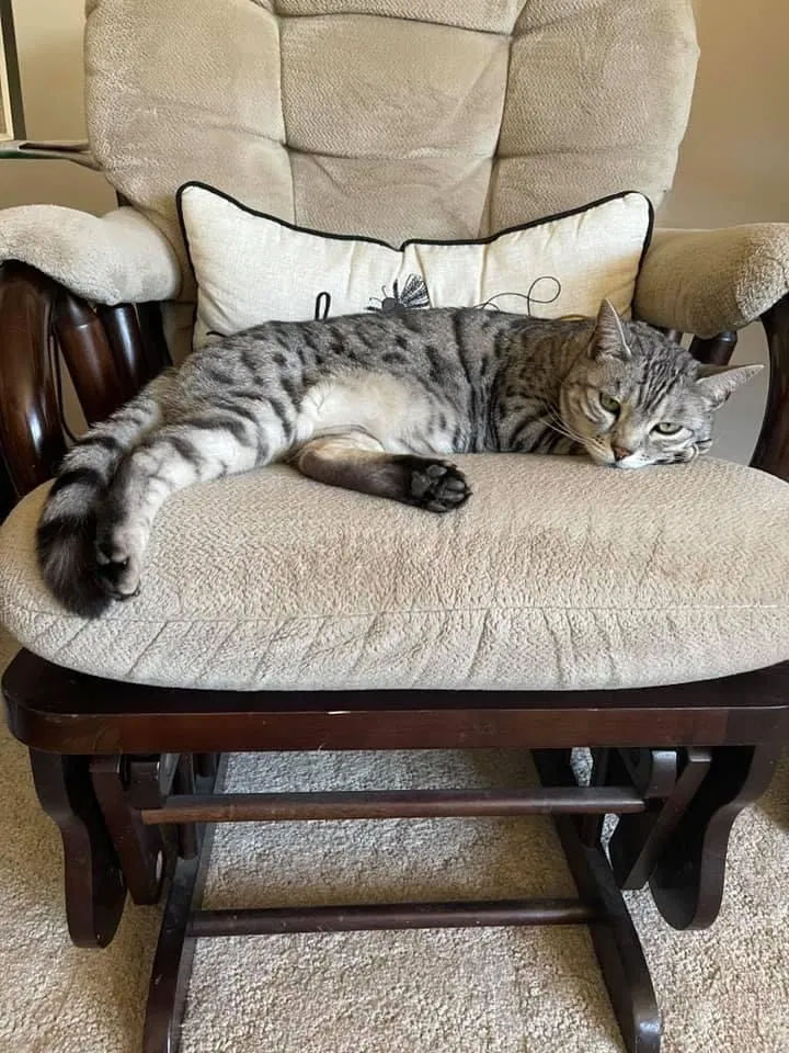 Lost cat in Green Bay, WI, 54303