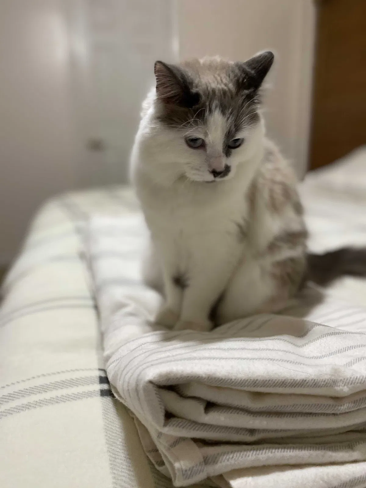 Lost cat in Oviedo, FL, 32765