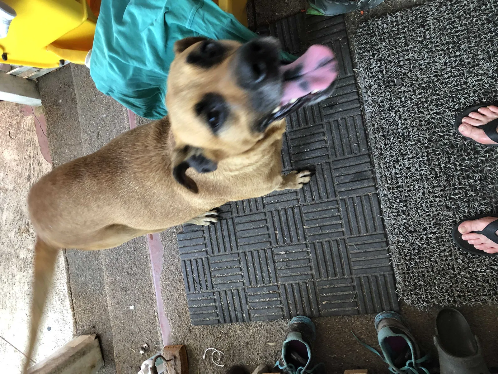 Found dog in Corpus Christi, TX, 78411