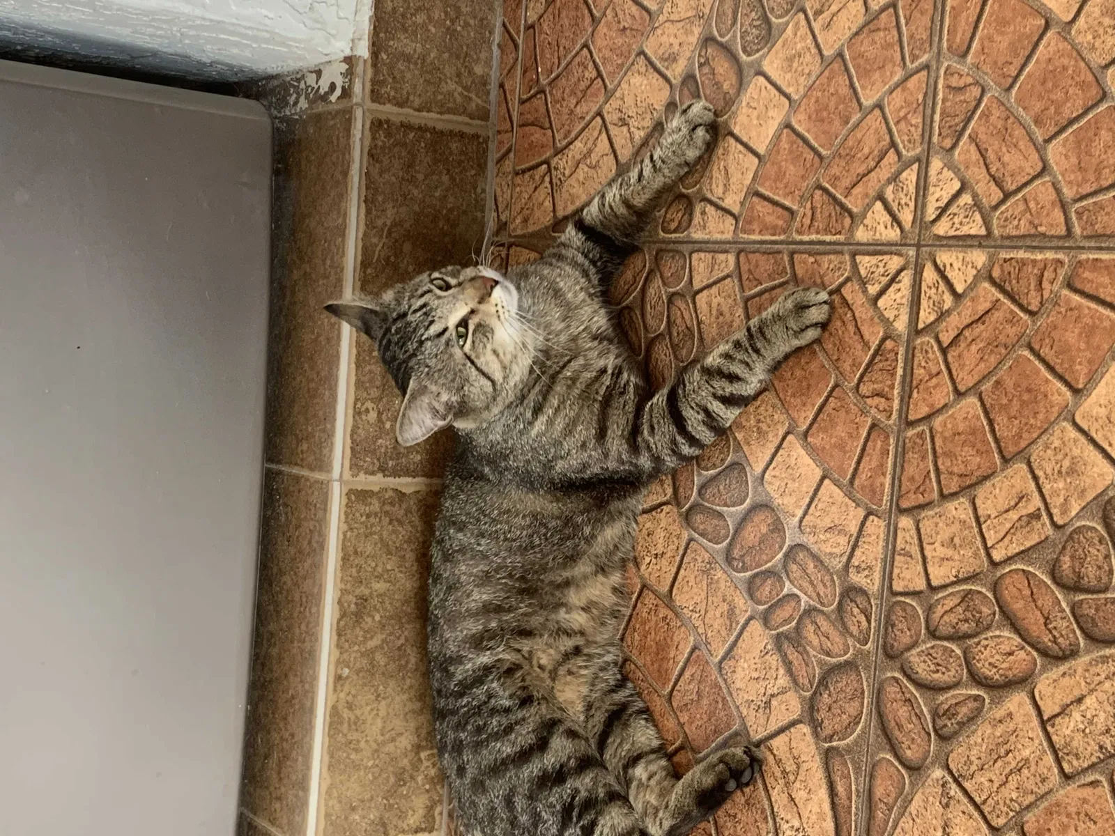Lost cat in Miami, FL, 33147