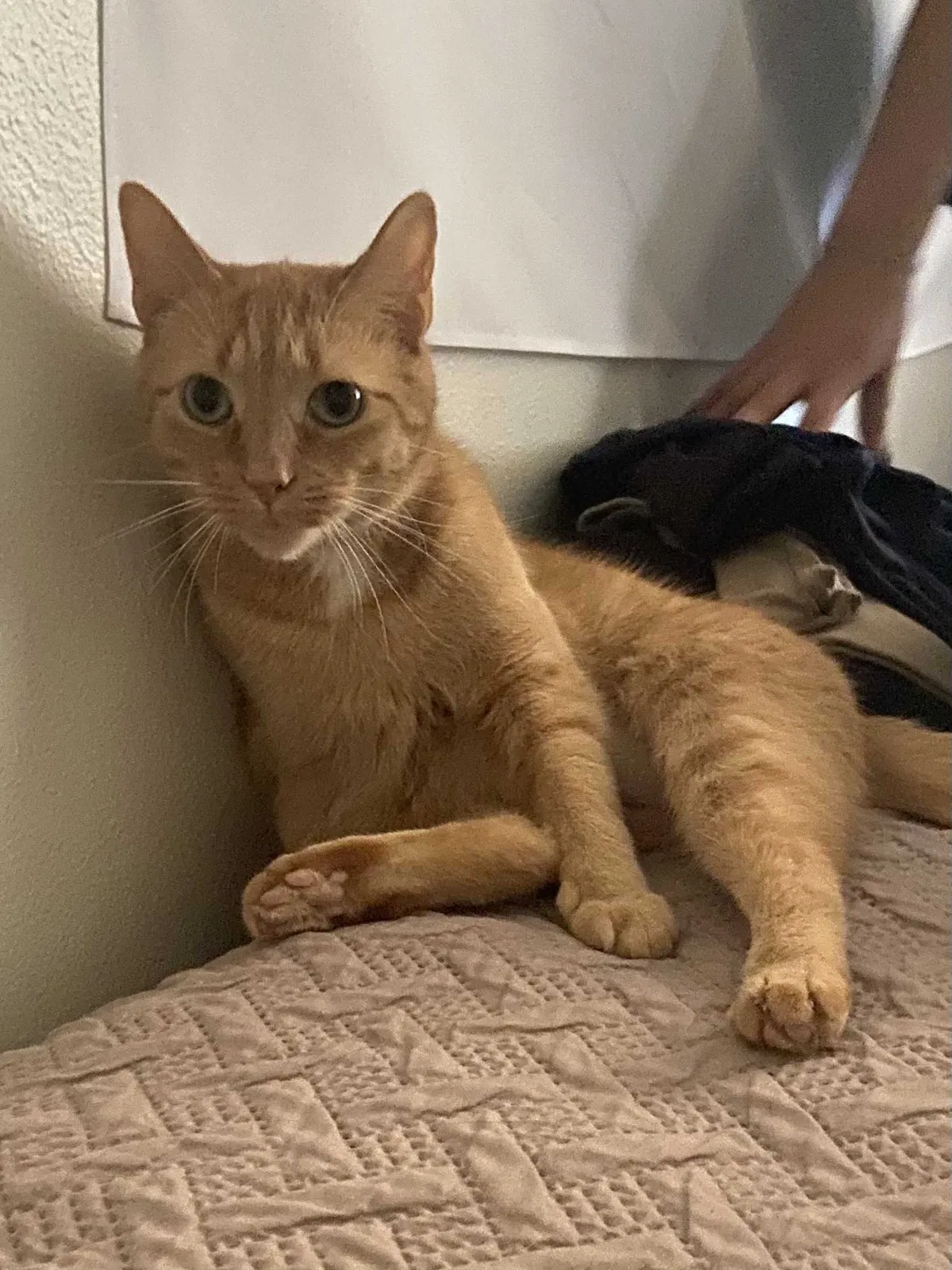 Lost cat in Grand Rapids, MI, 49512