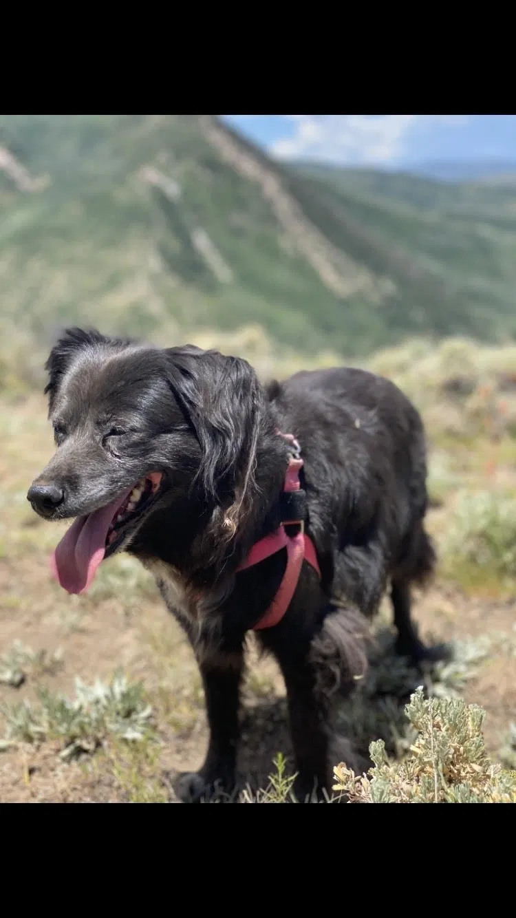 Lost dog in Cincinnati, OH, 45215