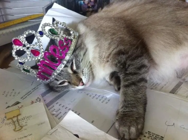 Lost cat in Unknown, AR, 72713